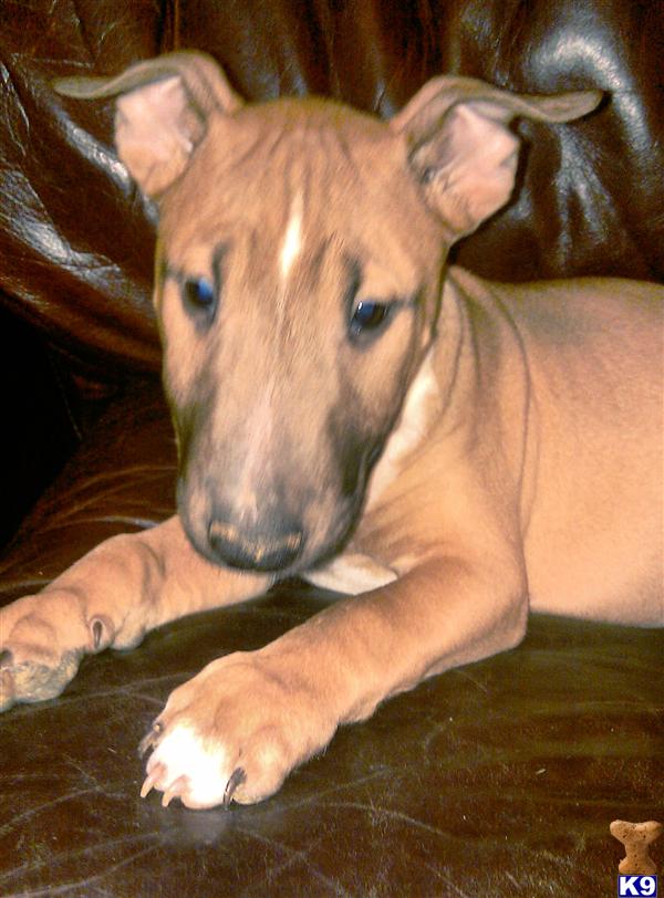 Puppies in CT