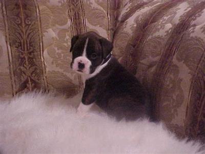 Boxer Puppies in TX
