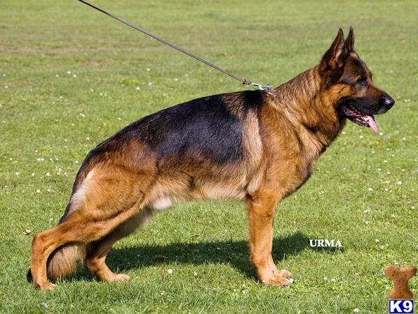 german shepherd puppies for sale cheap german shepherd husky mix puppies for sale in wisconsin breeds picture german shepherd puppies for sale cheap german shepherd husky mix puppies for sale in wisconsin breeds picture