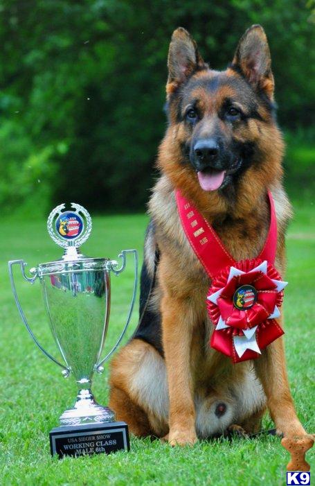 German Shepherd Puppies