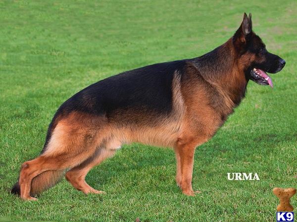 German Shepherd Puppies in WI