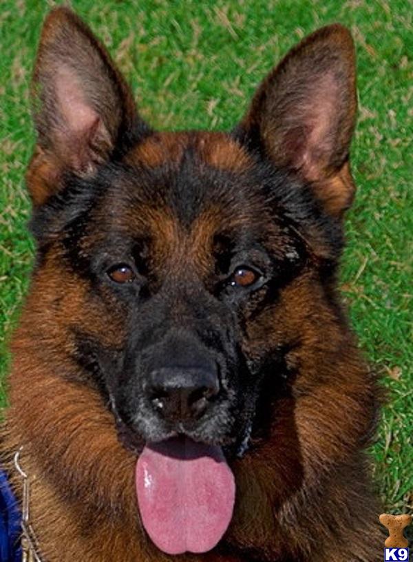 german shepherd puppies wisconsin document moved german shepherd puppies wisconsin document moved