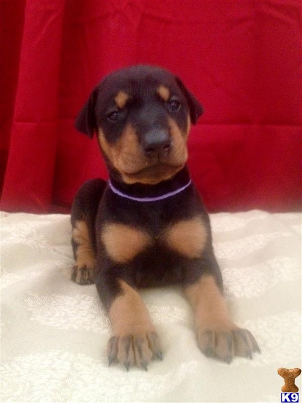 Puppies in Murfreesboro