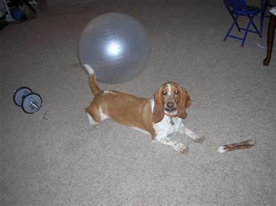 Dogs - Basset Hound