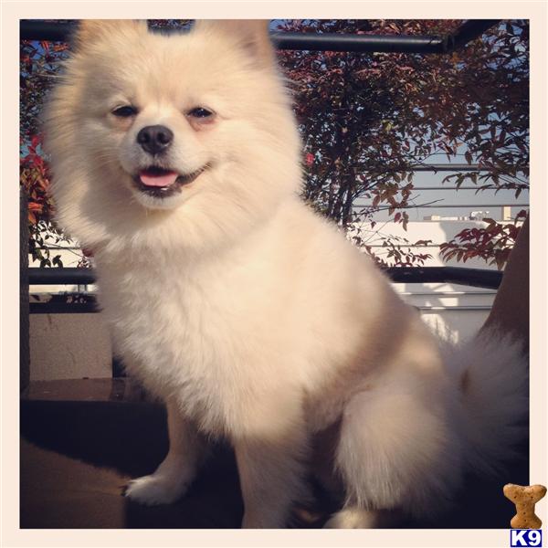 Stud Dogs - Pomeranian