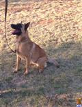 Belgian Malinois