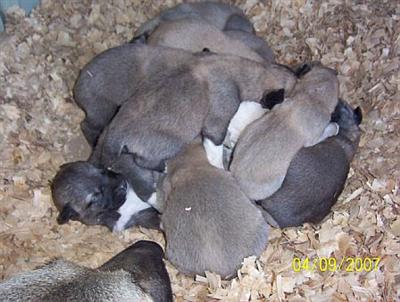 Puppies in Alexander