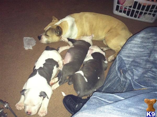 American Pit Bull Puppies in VA