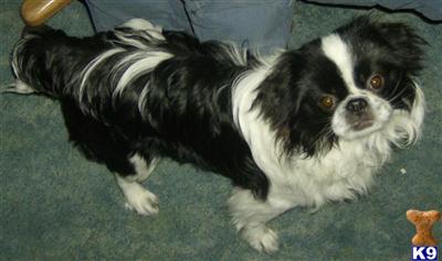 Stud Dogs - Japanese Chin