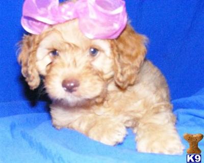 Cockapoos Puppies for Sale