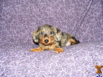 Puppies in OR