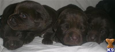 Puppies in Apple valley