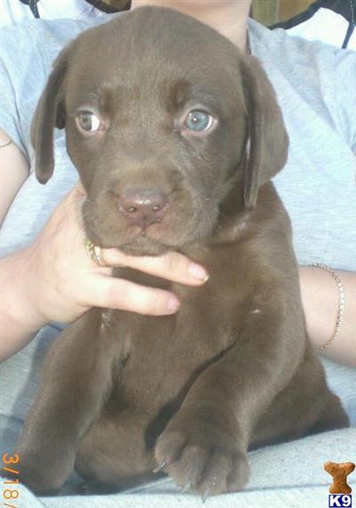 Puppies in Apple valley