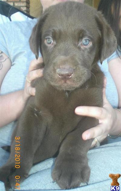 Puppies in Apple valley