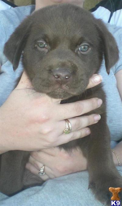Puppies in Apple valley