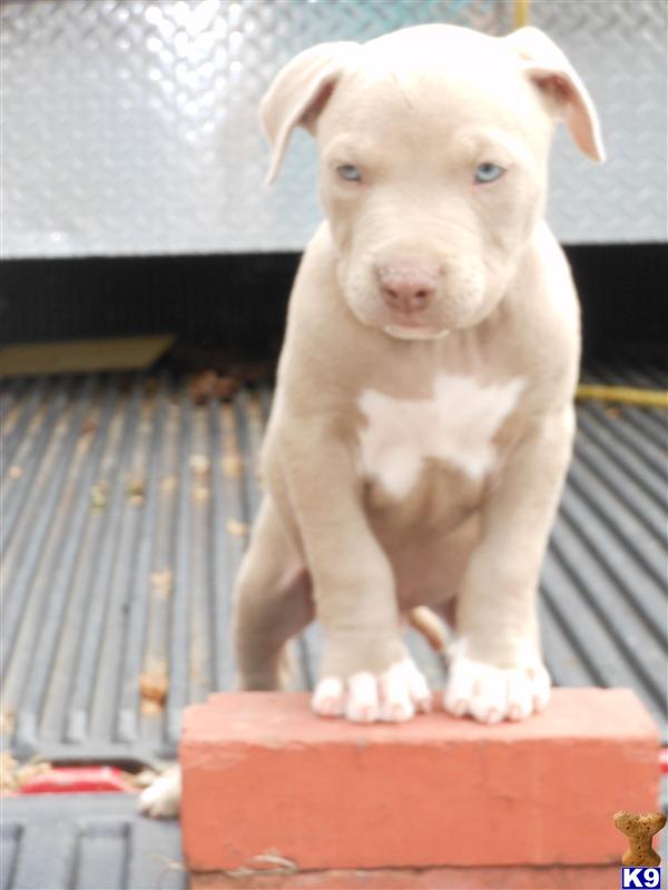 Dogs for Sale in NC