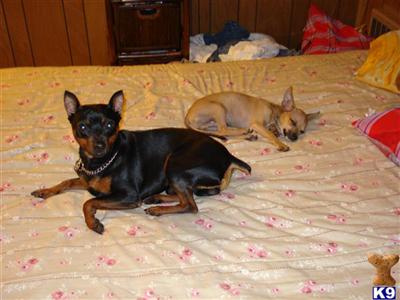 Stud Dogs - Miniature Pinscher