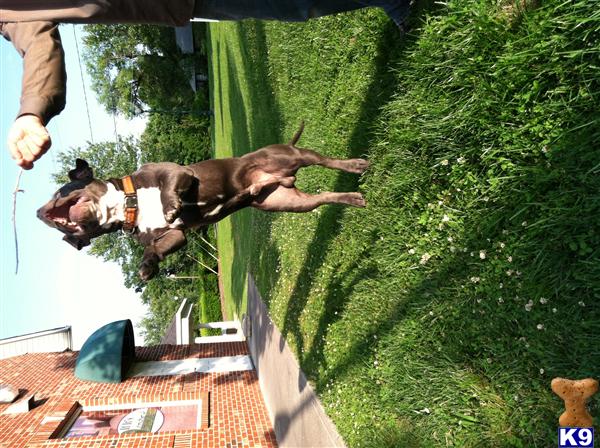Stud Dogs - American Pit Bull