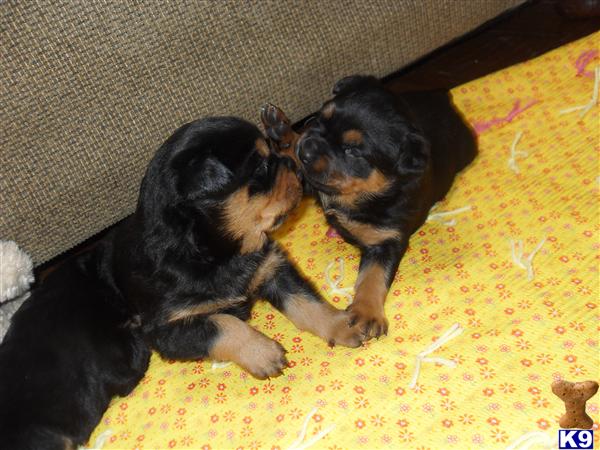 Rottweiler Puppies for Sale