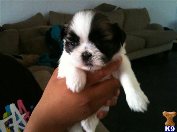 Puppies in South gate