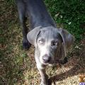 Weimaraner