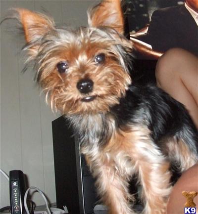 Stud Dogs - Yorkshire Terrier