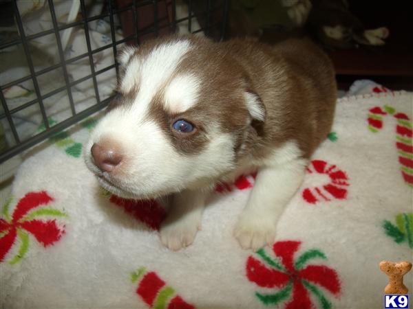 husky puppies for sale in sc document moved husky puppies for sale in sc document moved