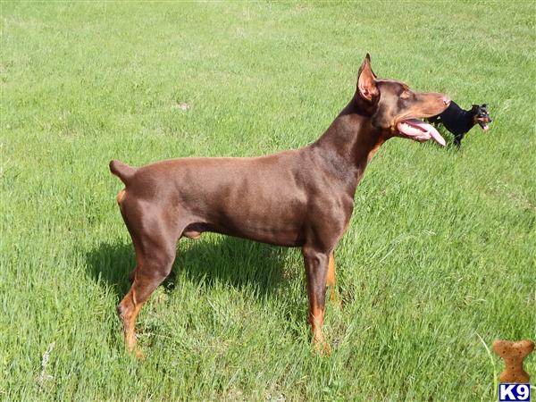 white doberman pinscher puppies for sale rescue breeds picture white doberman pinscher puppies for sale rescue breeds picture