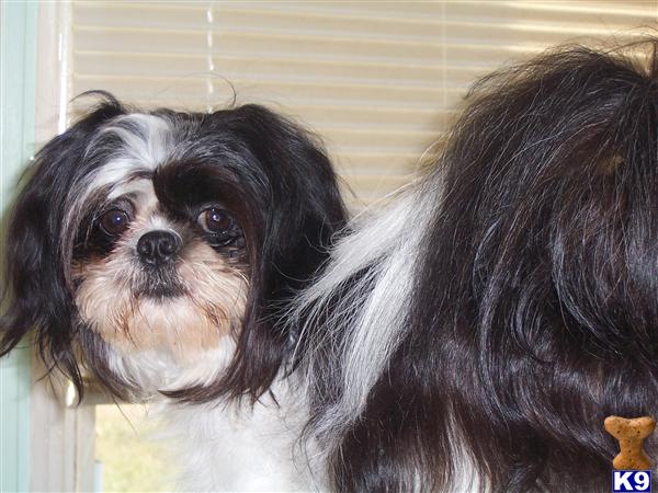 Stud Dogs - Shih Tzu