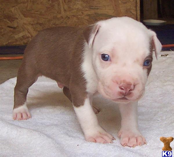 American Pit Bull Puppies in NC