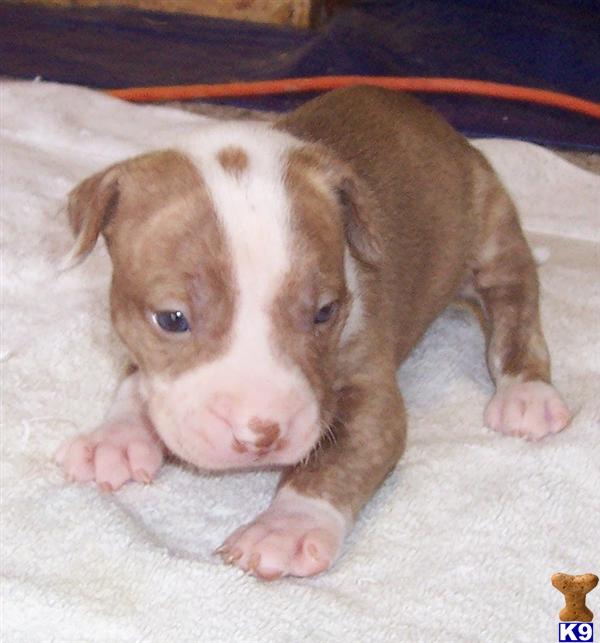 American Pit Bull Puppies in NC
