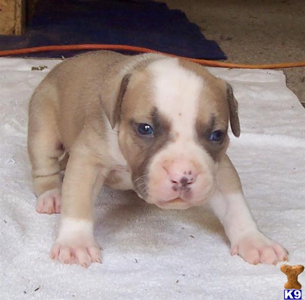American Pit Bull Puppies in NC