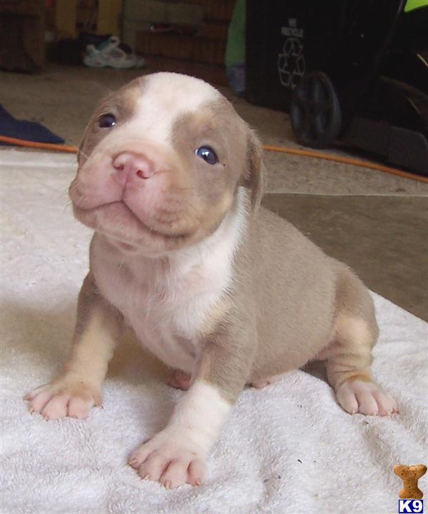 American Pit Bull Puppies in NC