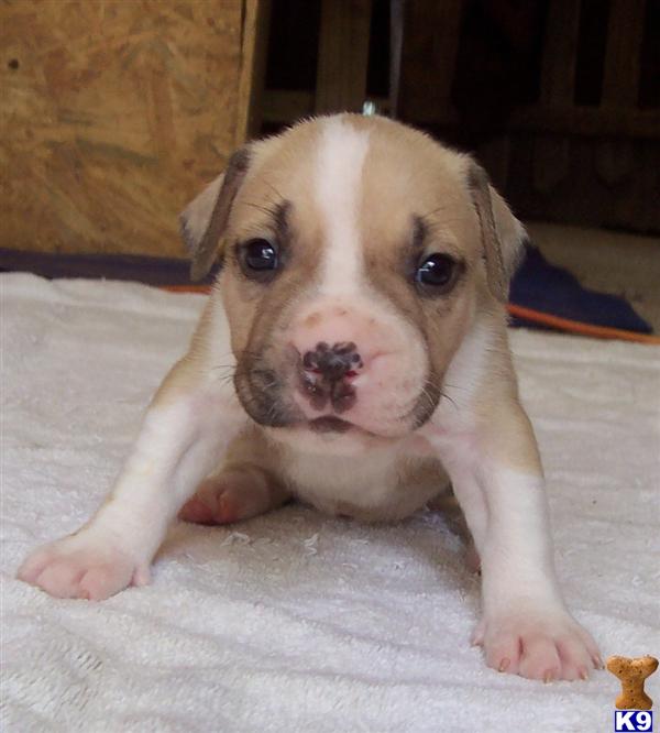 American Pit Bull Puppies in NC