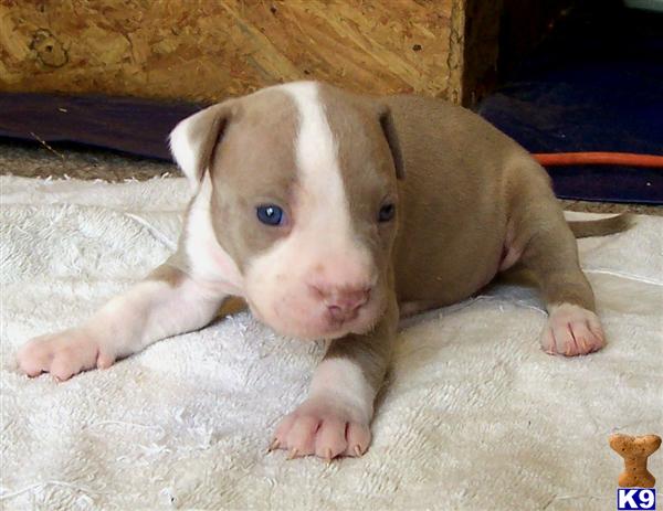 American Pit Bull Puppies in NC