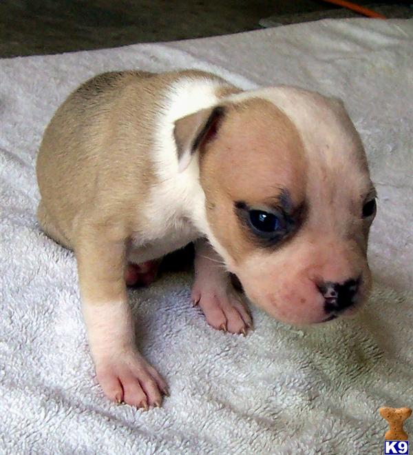 American Pit Bull Puppies in NC