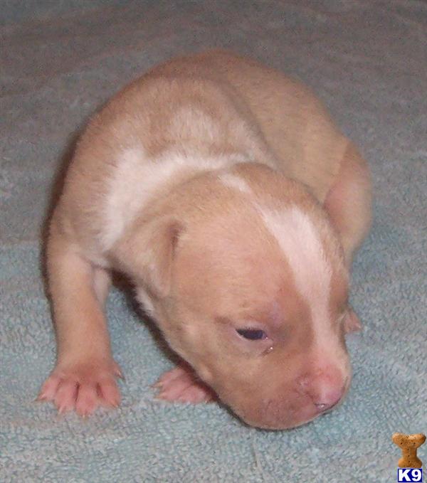 American Pit Bull Puppies in NC