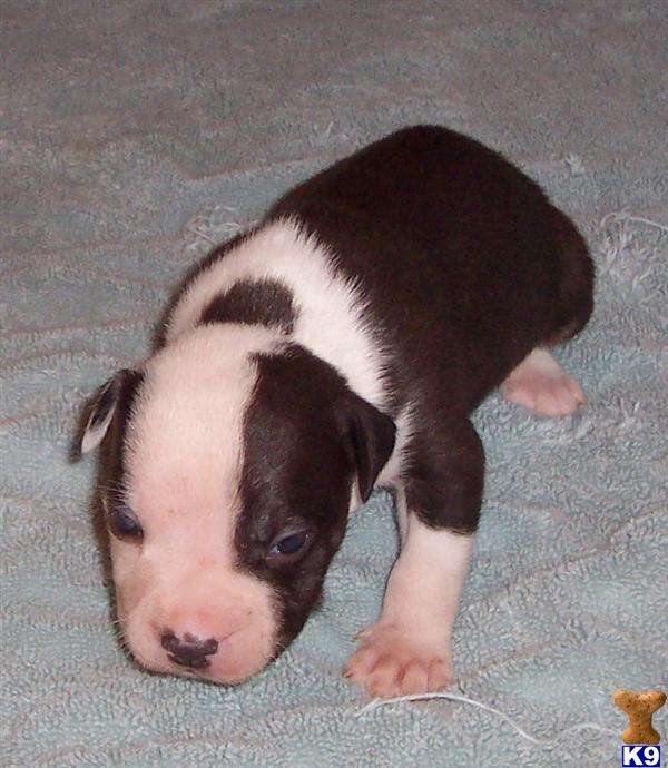 American Pit Bull Puppies in NC