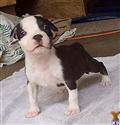 American Pit Bull