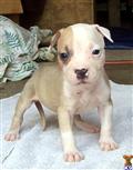 American Pit Bull