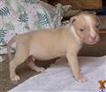 American Pit Bull
