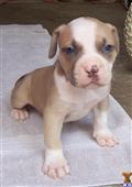 American Pit Bull