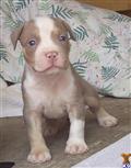 American Pit Bull
