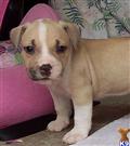 American Pit Bull