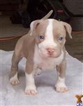 American Pit Bull