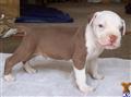 American Pit Bull