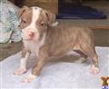 American Pit Bull