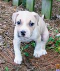 American Pit Bull