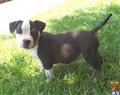 American Pit Bull