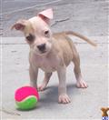 American Pit Bull